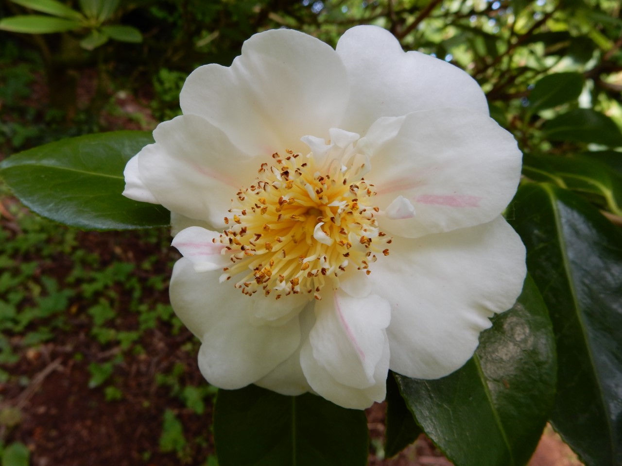 C. japonica 'Nioi-fubuki' (Higo)